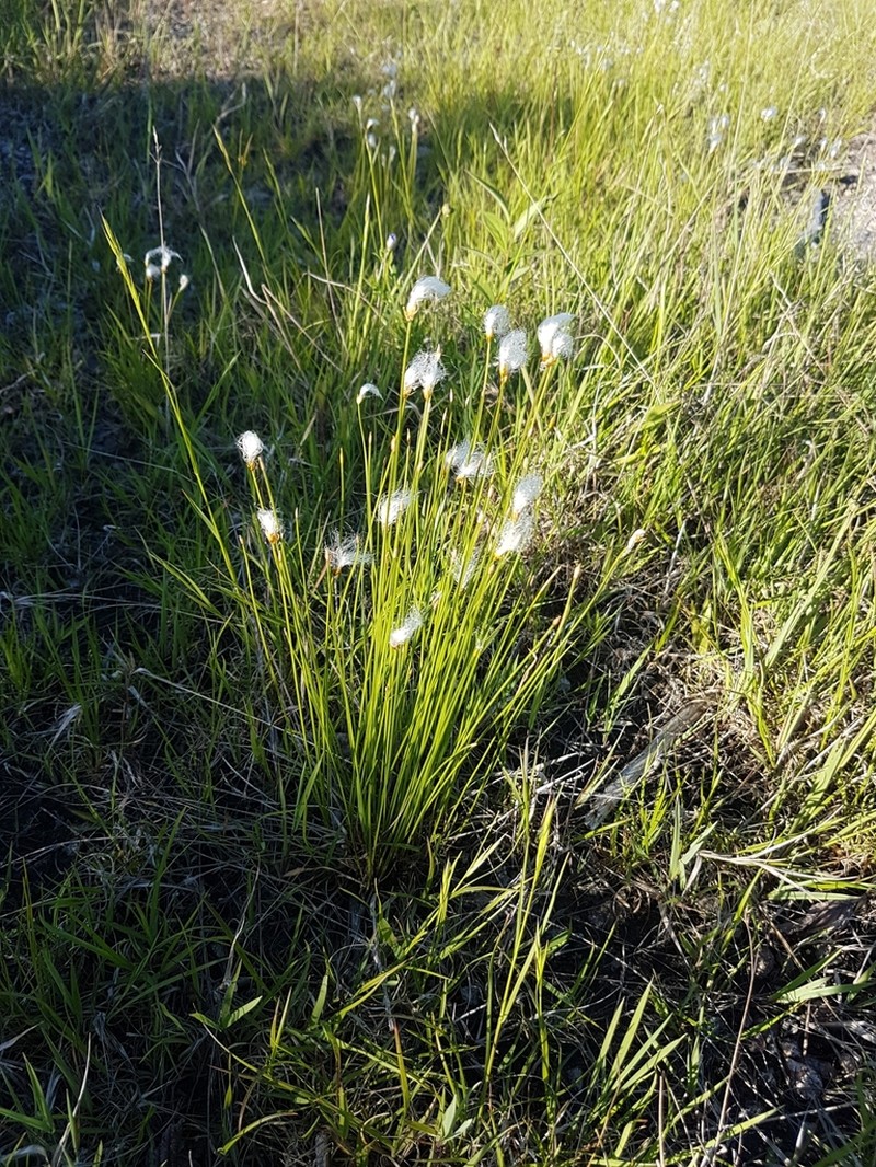 Alpine Bulrush photo 8