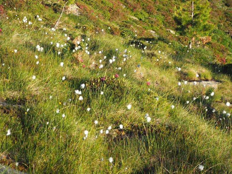 Alpine Bulrush photo 4