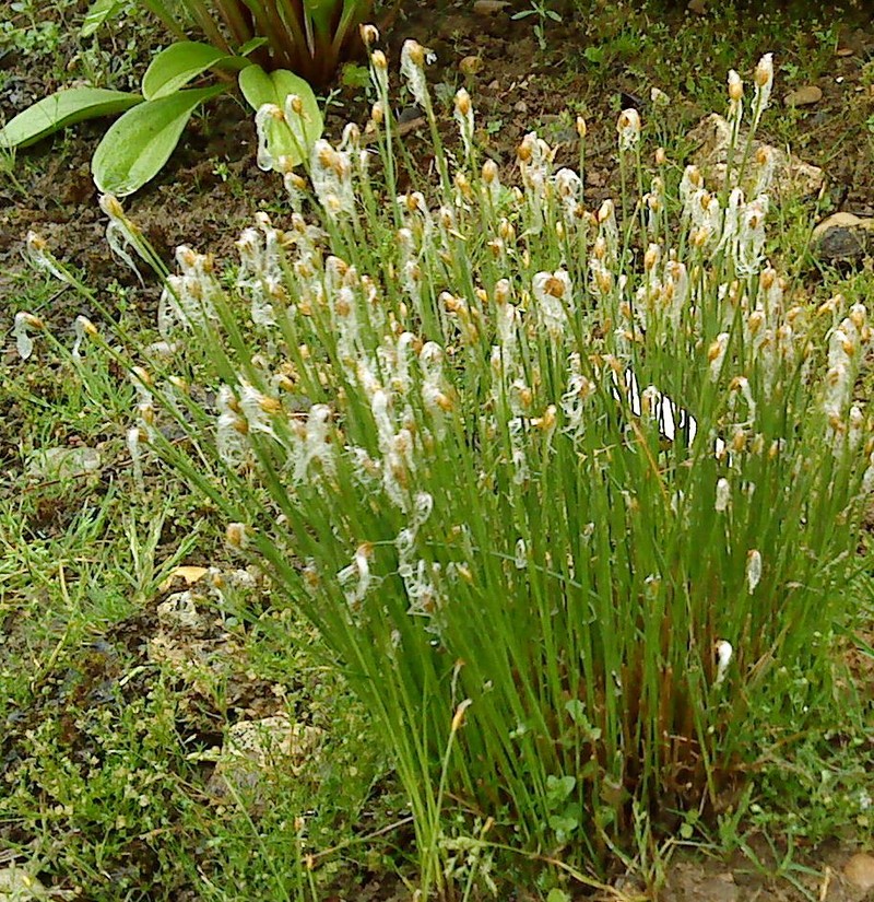 Alpine Bulrush