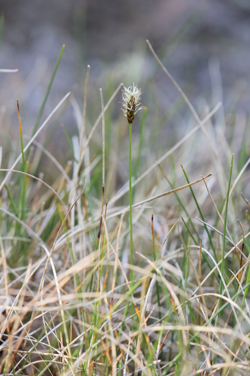 Alpine Bulrush photo 2
