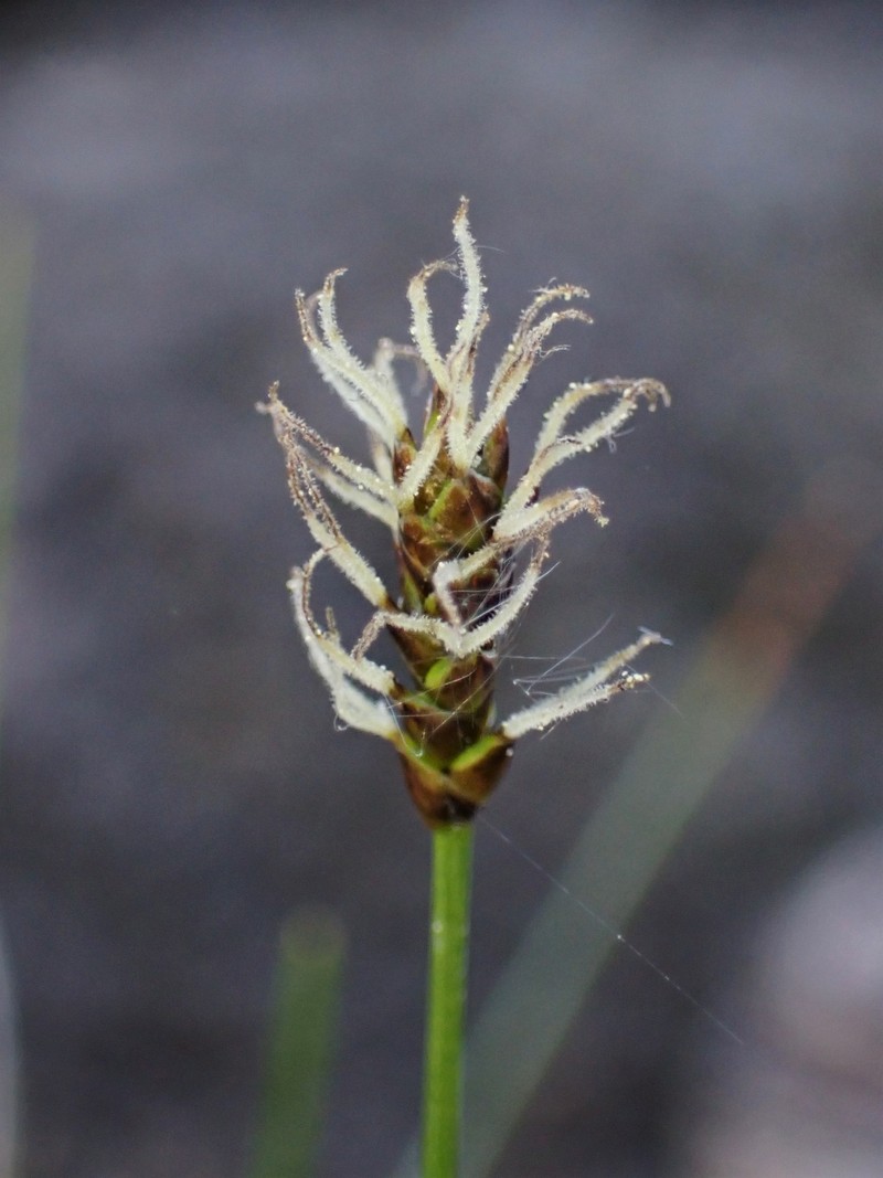 Alpine Bulrush photo 3