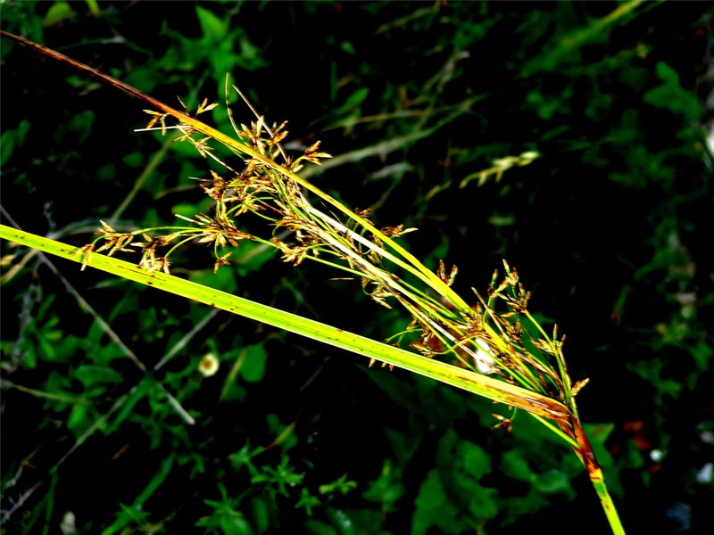 Trichophorum analecta
