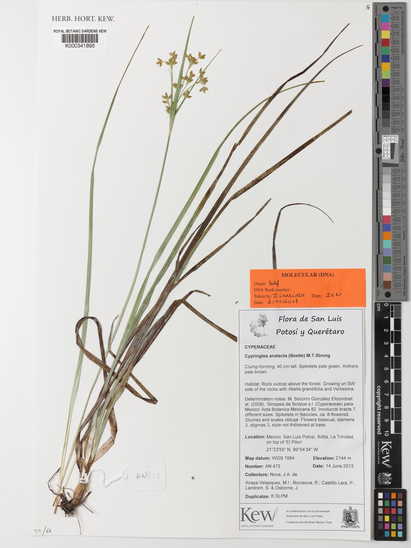 Trichophorum analecta photo 2