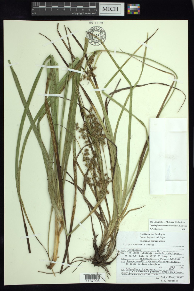 Trichophorum analecta photo 3