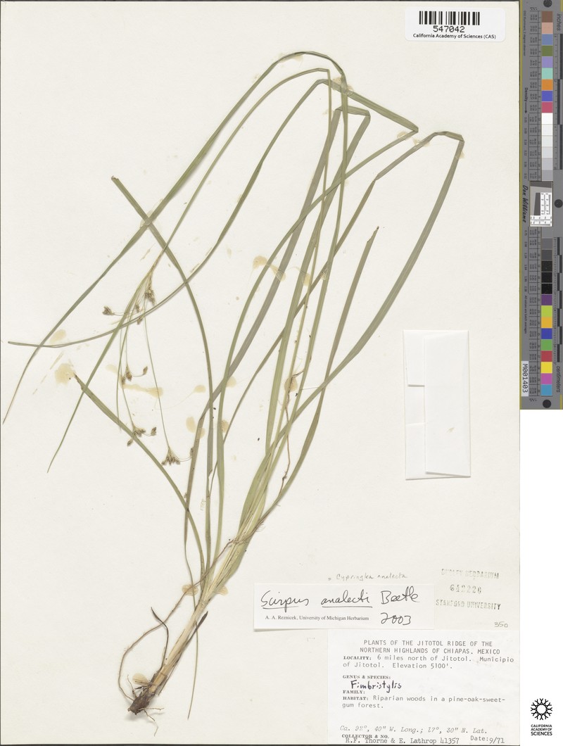 Trichophorum analecta photo 4