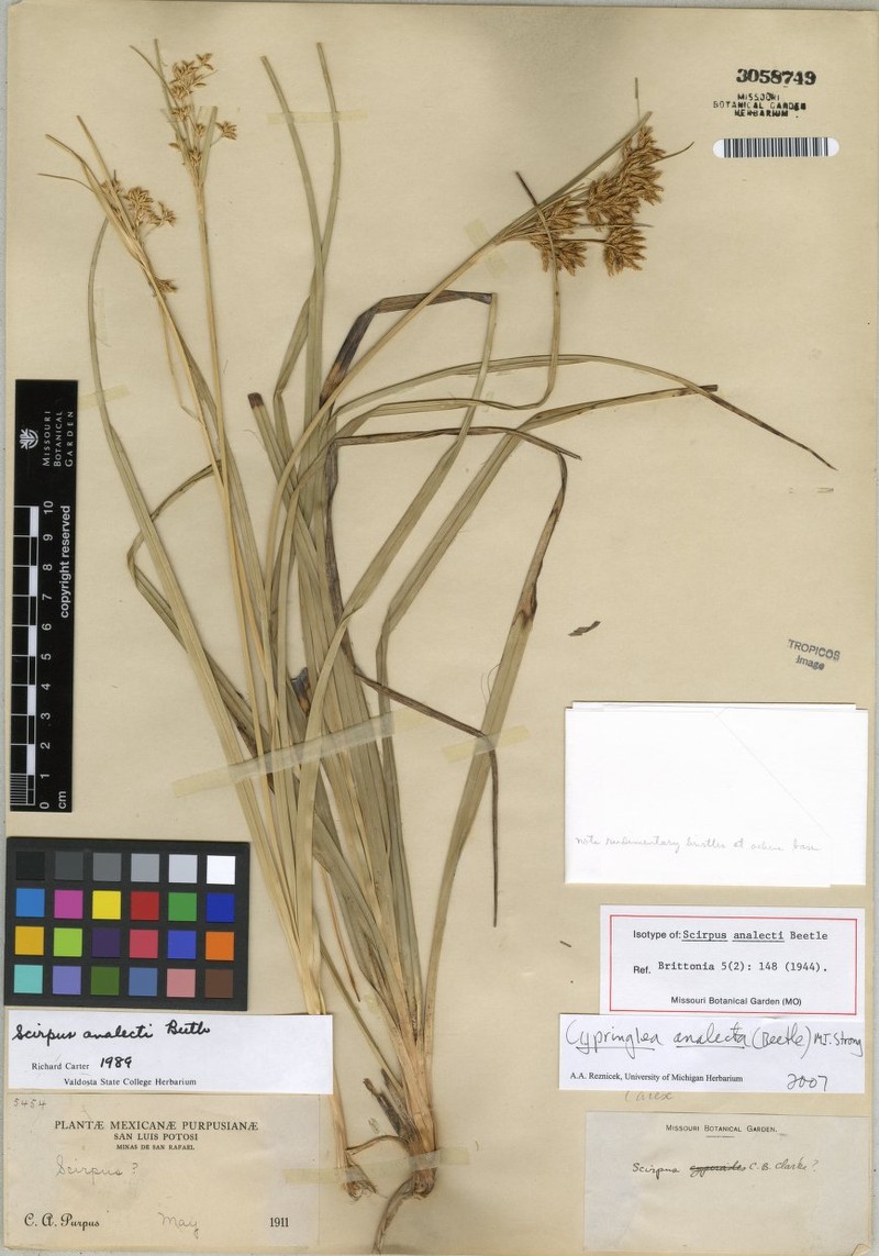 Trichophorum analecta photo 5