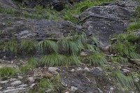 Tufted Bulrush