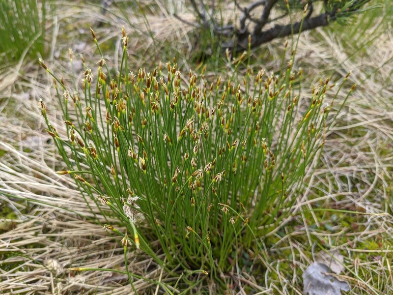 Tufted Bulrush photo 3