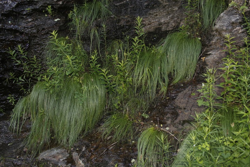 Tufted Bulrush photo 5