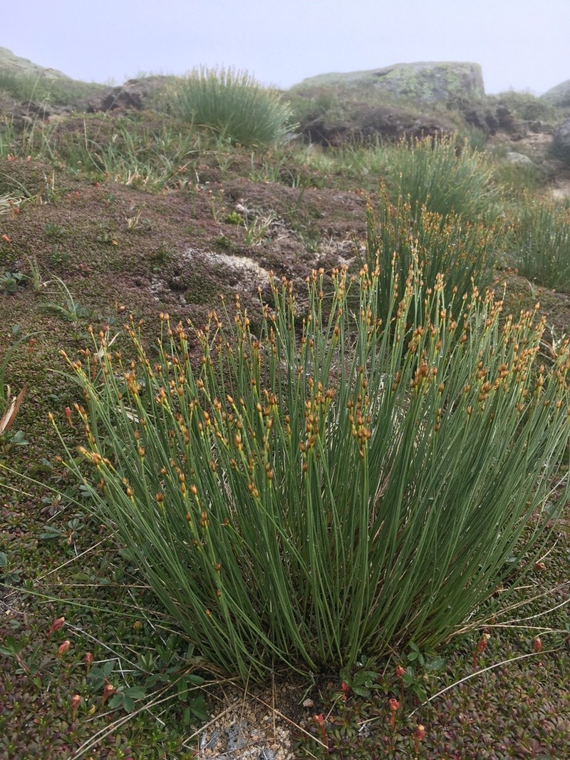 Tufted Bulrush photo 6