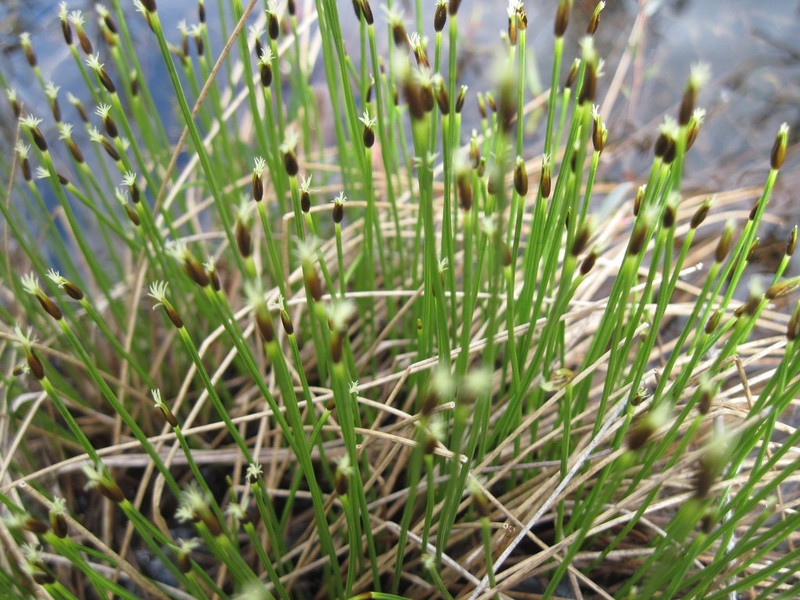 Tufted Bulrush photo 7