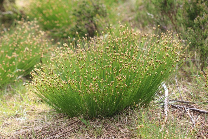Tufted Bulrush photo 2