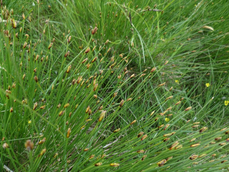 Tufted Bulrush photo 3