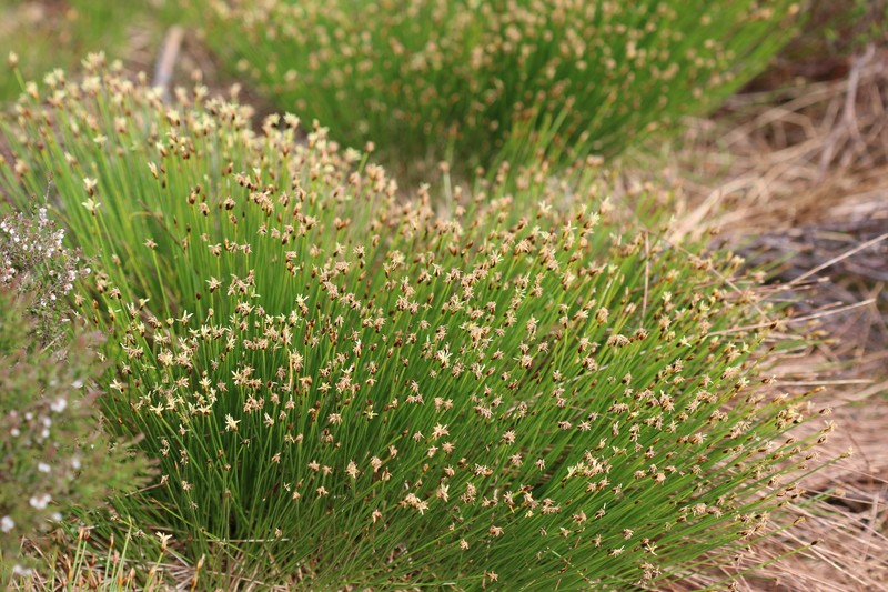 Tufted Bulrush photo 4