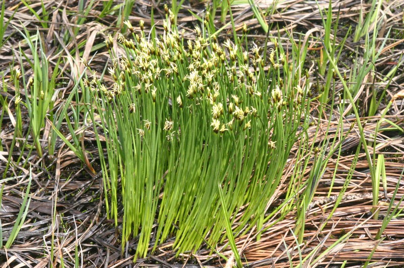 Tufted Bulrush photo 5