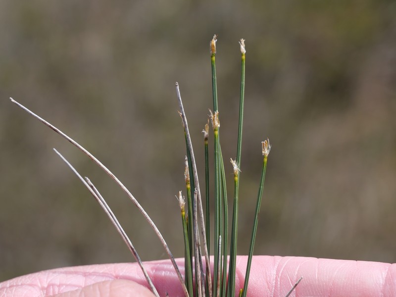 Trichophorum cespitosum subsp. cespitosum