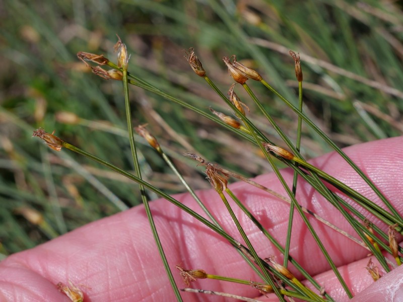 Trichophorum cespitosum subsp. cespitosum photo 2