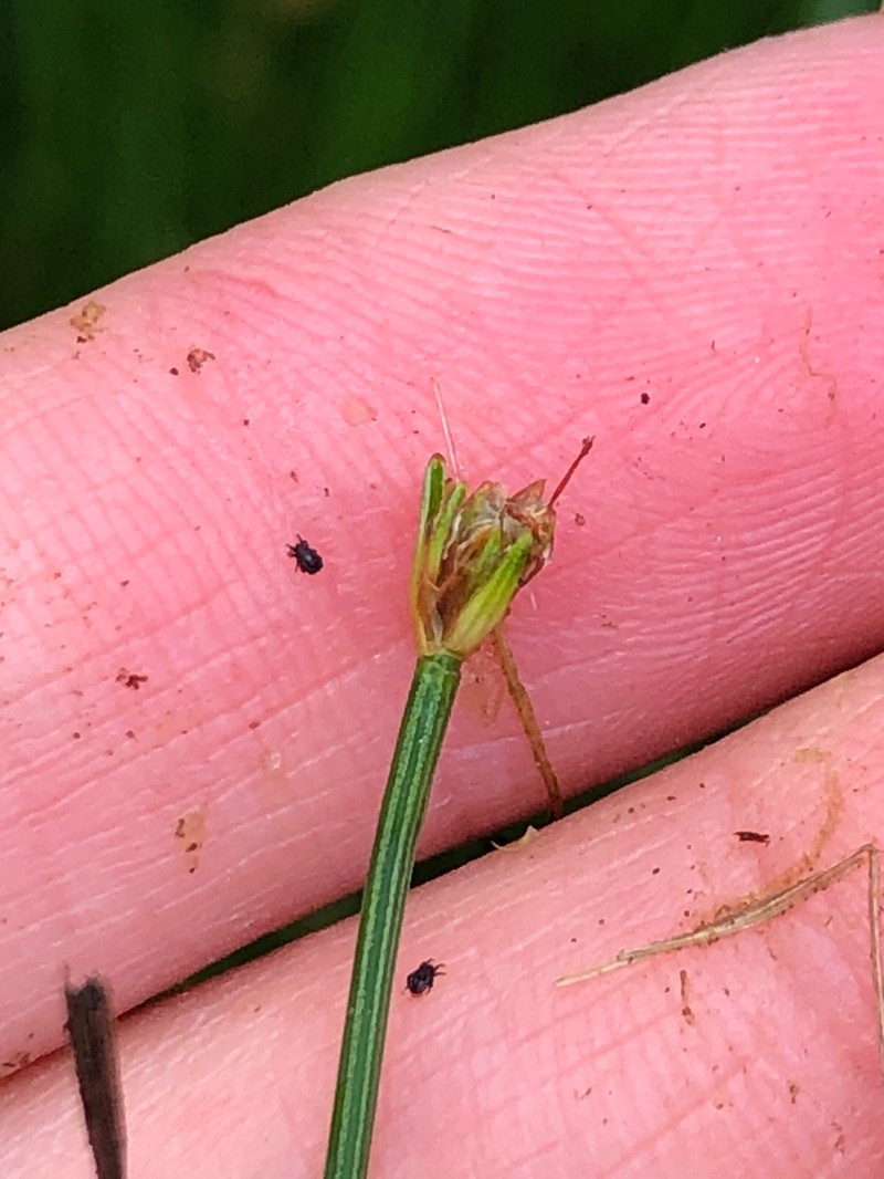 Trichophorum cespitosum subsp. cespitosum photo 4