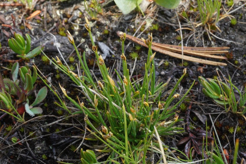 Yosemite Bulrush photo 5