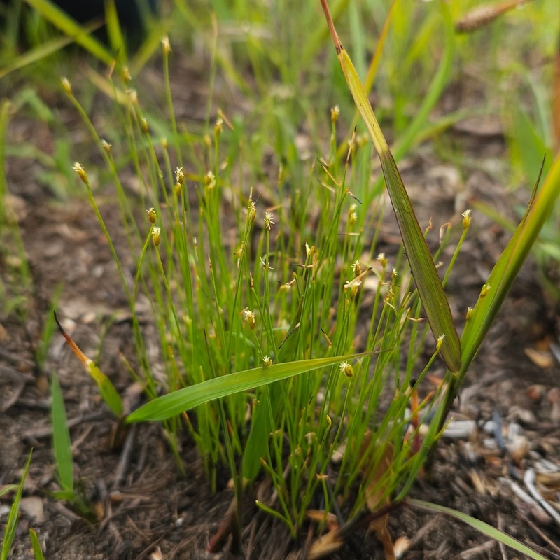 Clinton's Bulrush
