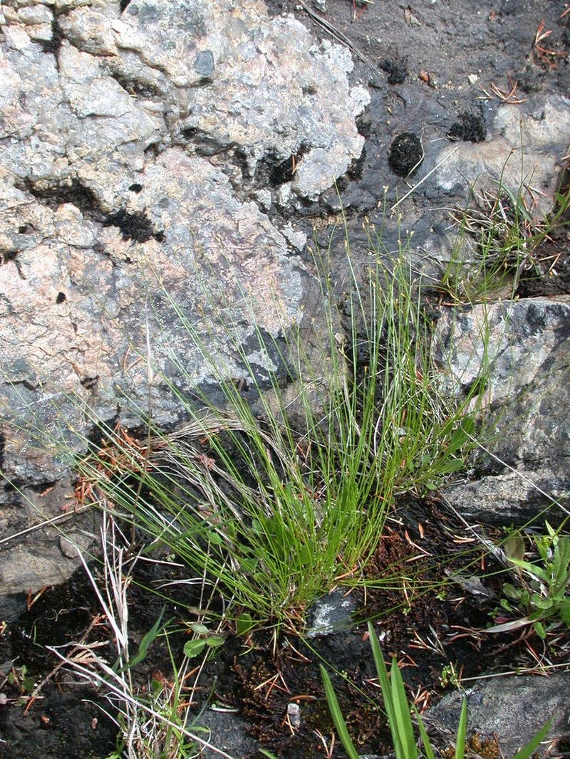 Clinton's Bulrush photo 2