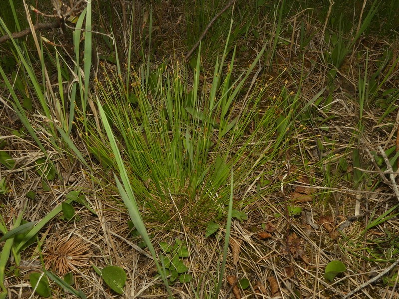 Clinton's Bulrush photo 3