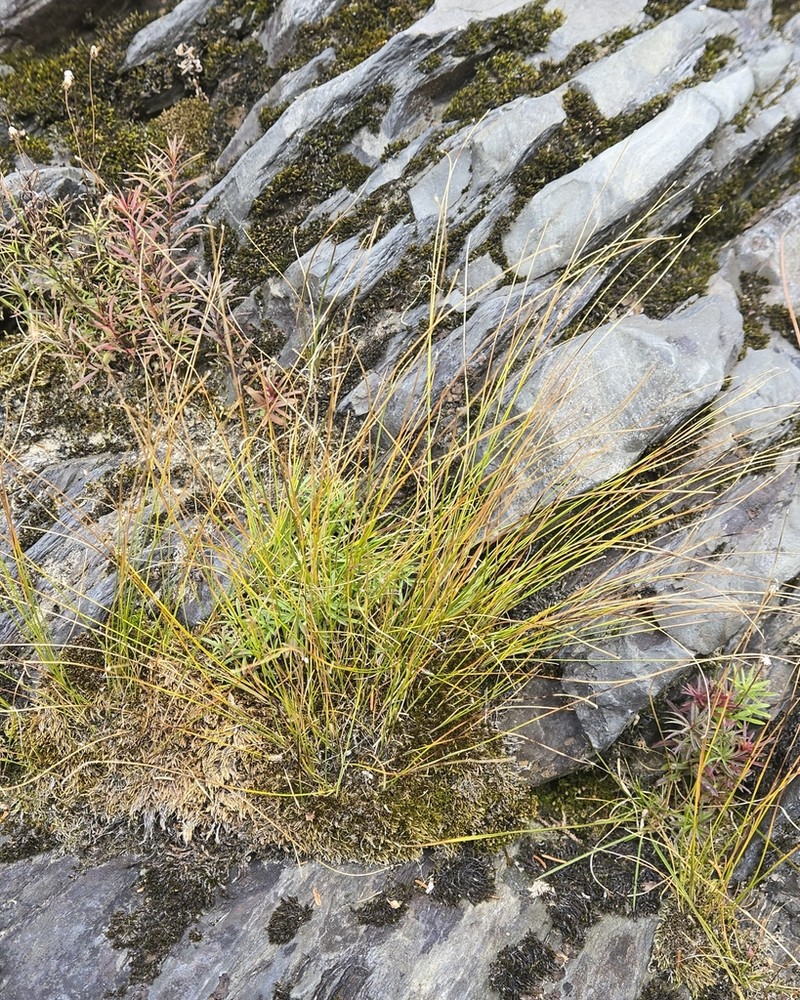 Clinton's Bulrush photo 4