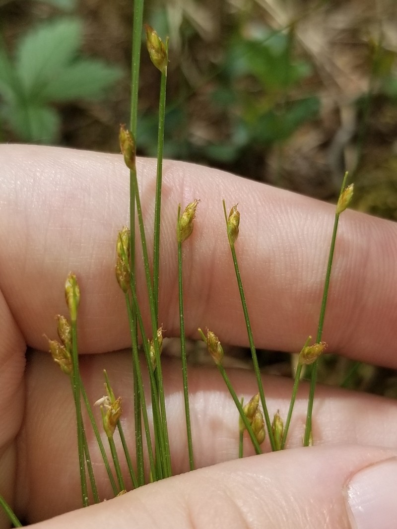 Clinton's Bulrush photo 5