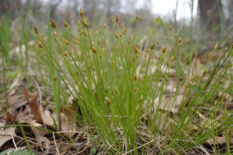 Clinton's Bulrush photo 6