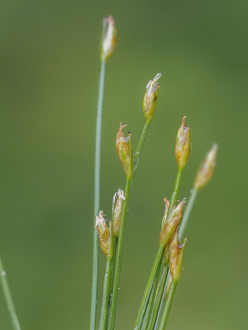 Clinton's Bulrush photo 7