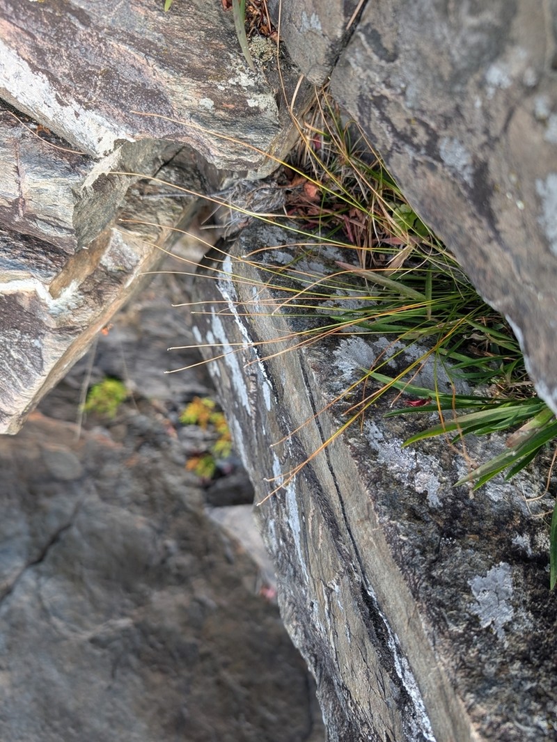 Clinton's Bulrush photo 8