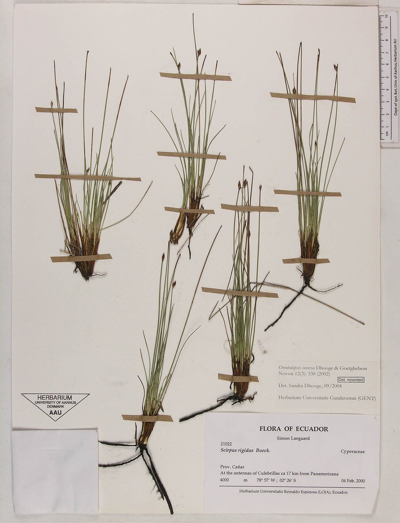 Trichophorum inversum photo 2