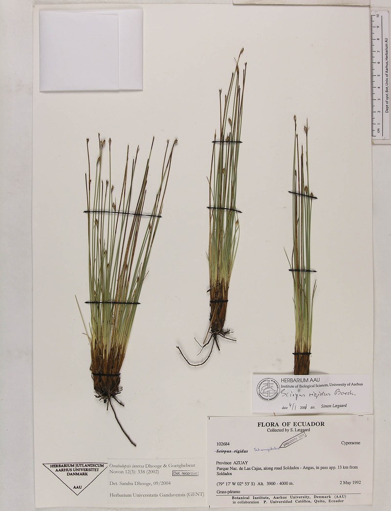 Trichophorum inversum photo 3