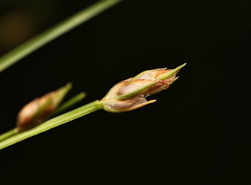 Bashful Bulrush