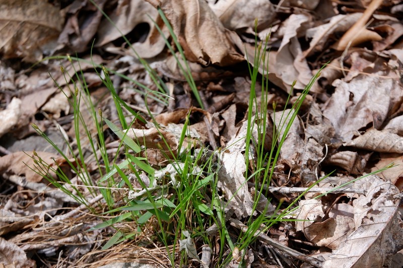 Bashful Bulrush photo 2