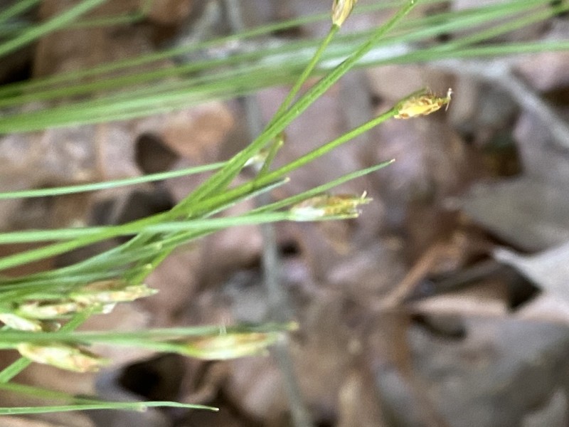 Bashful Bulrush photo 4
