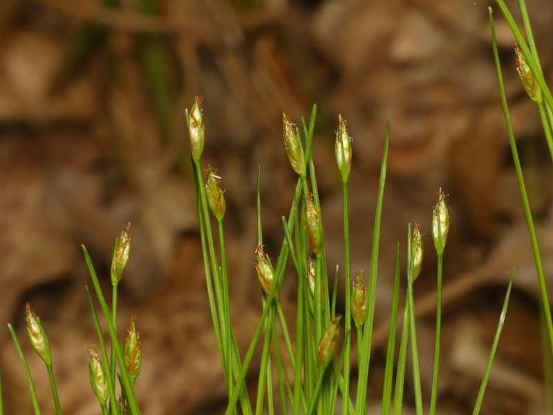 Bashful Bulrush photo 5