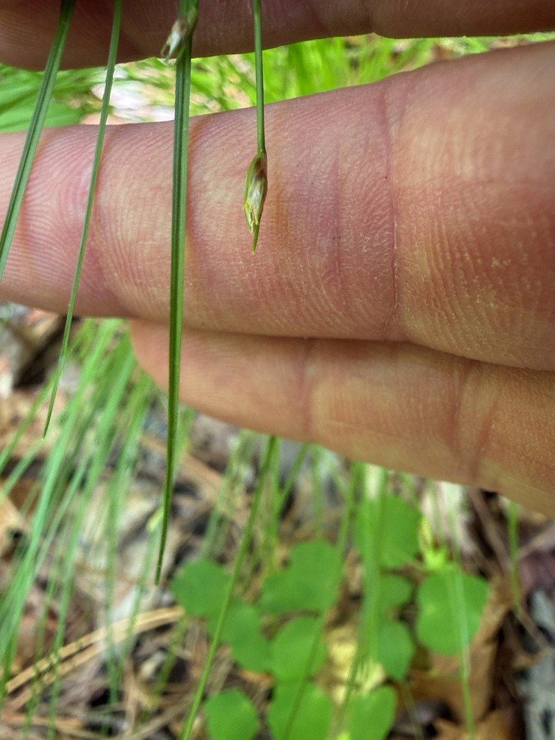 Bashful Bulrush photo 6