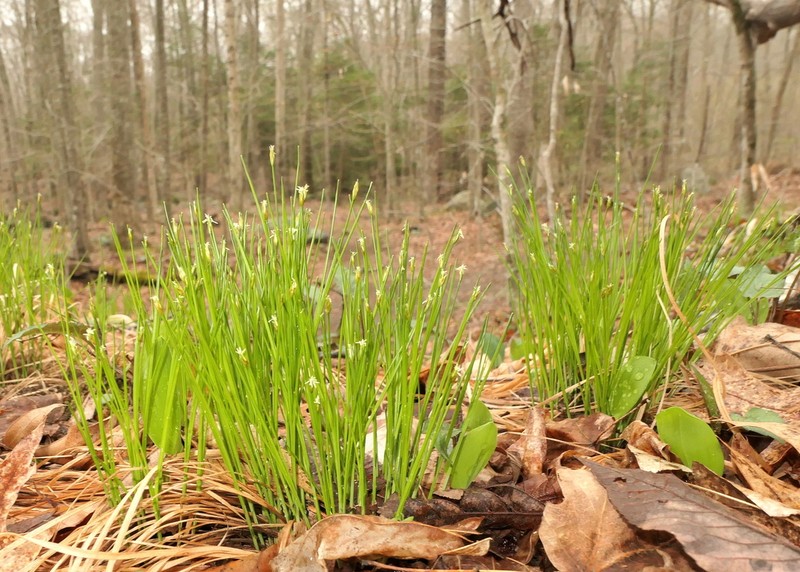 Bashful Bulrush photo 7