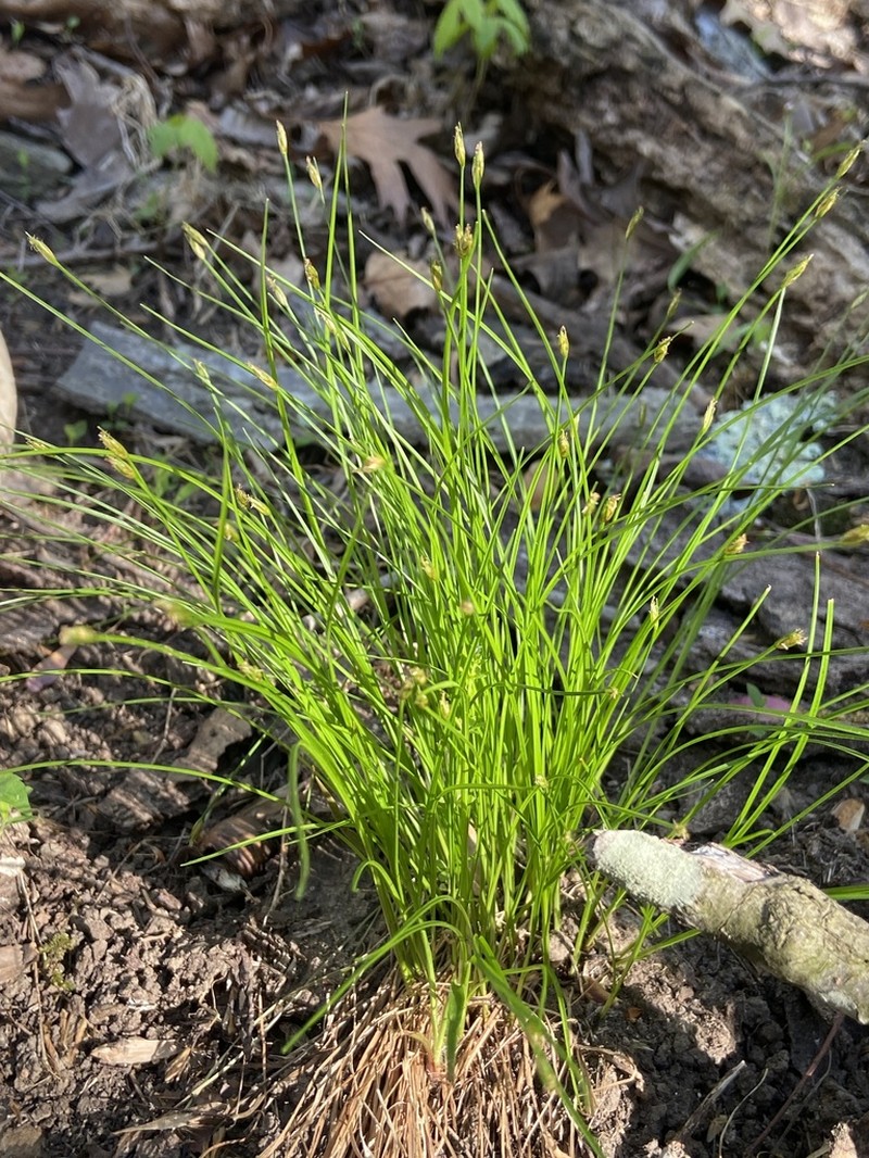 Bashful Bulrush photo 8