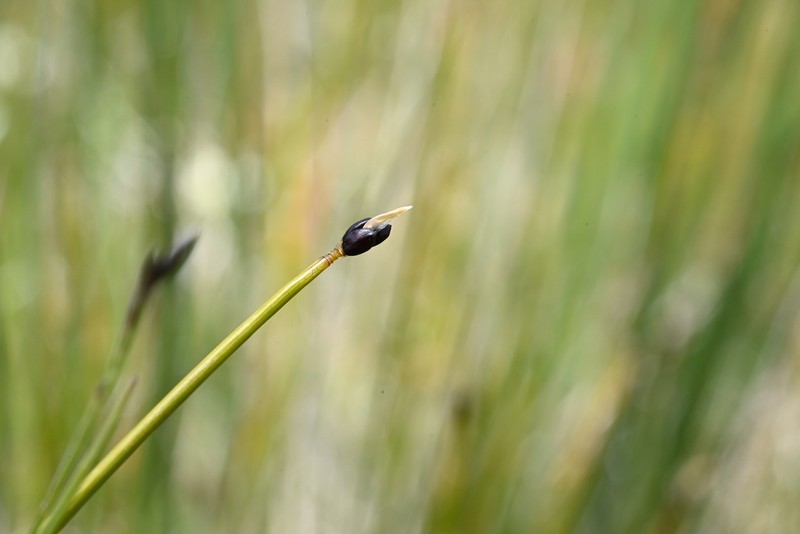 Rolland's Bulrush