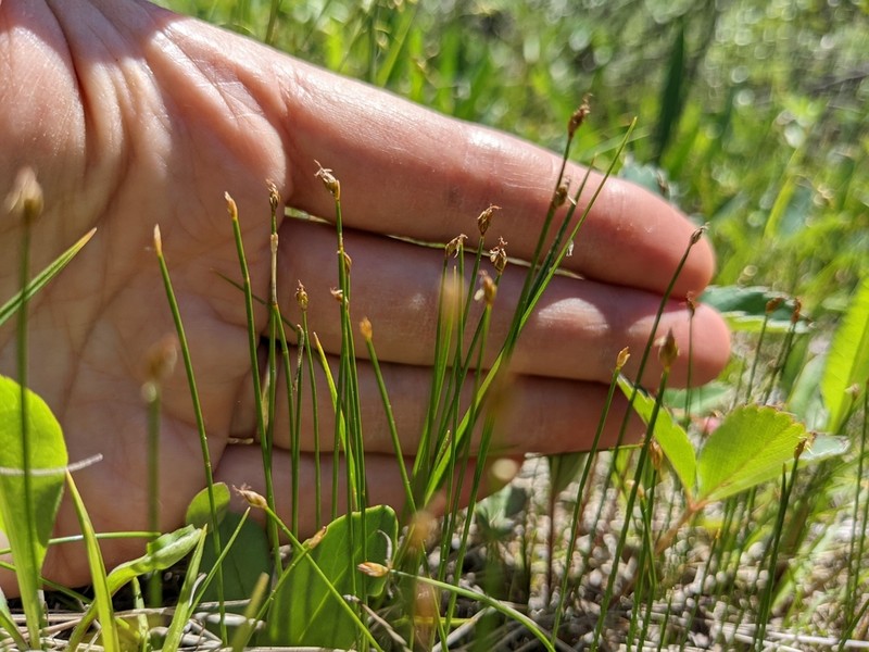 Rolland's Bulrush photo 2