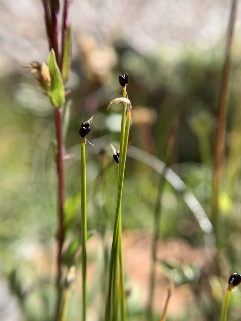 Rolland's Bulrush photo 3