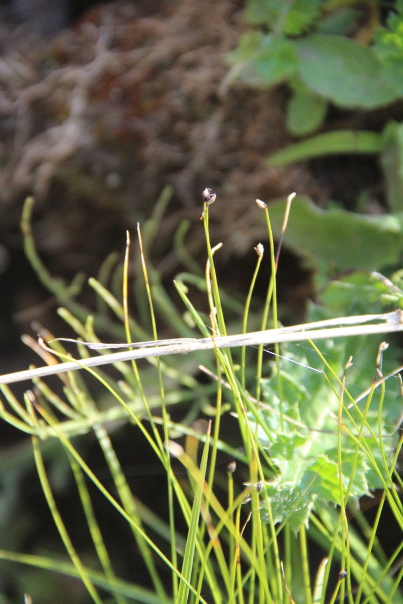 Rolland's Bulrush photo 4