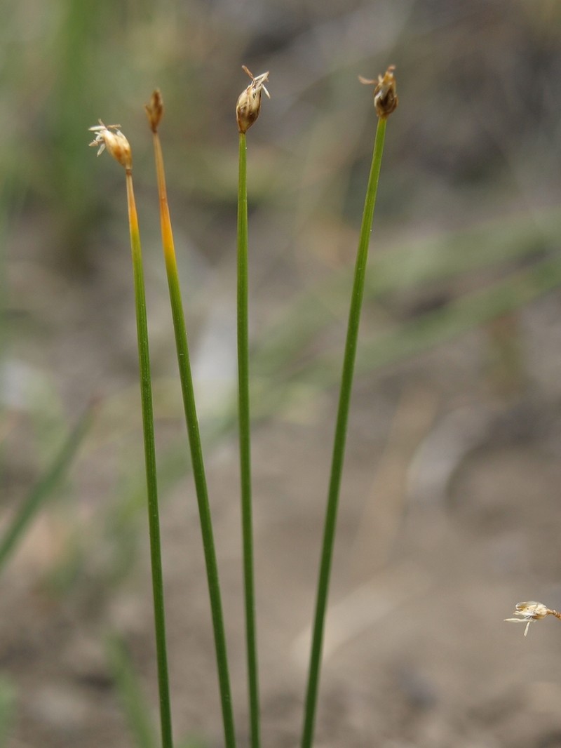 Rolland's Bulrush photo 5