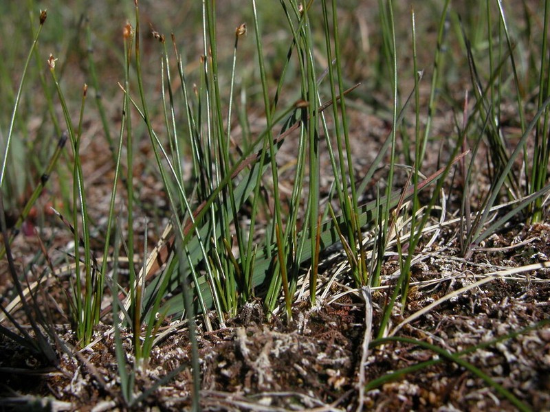 Rolland's Bulrush photo 6