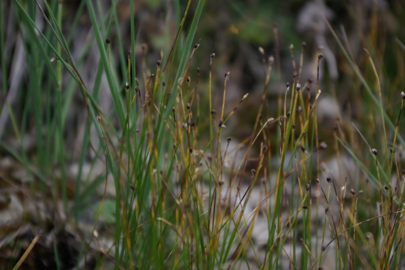 Rolland's Bulrush photo 7