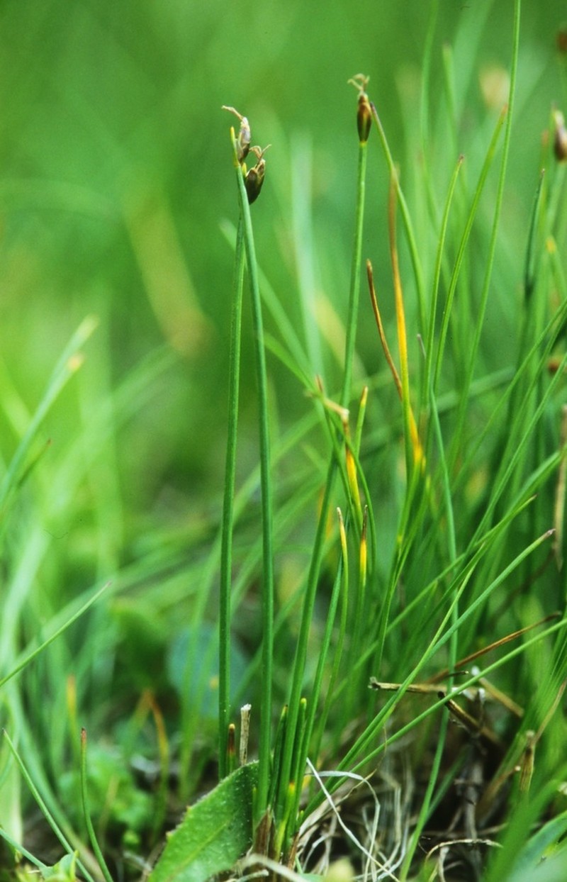 Rolland's Bulrush photo 8