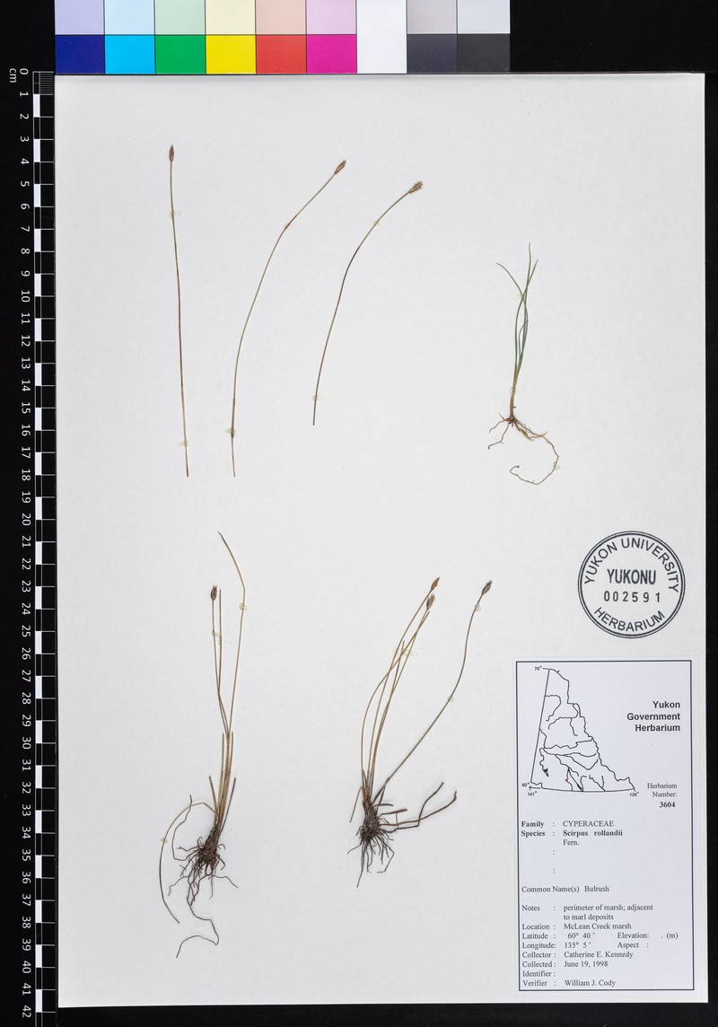 Trichophorum pumilum subsp. rollandii photo 2