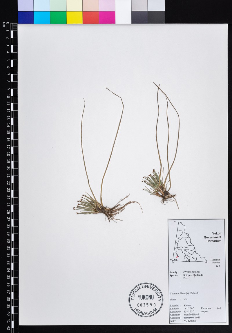 Trichophorum pumilum subsp. rollandii photo 3